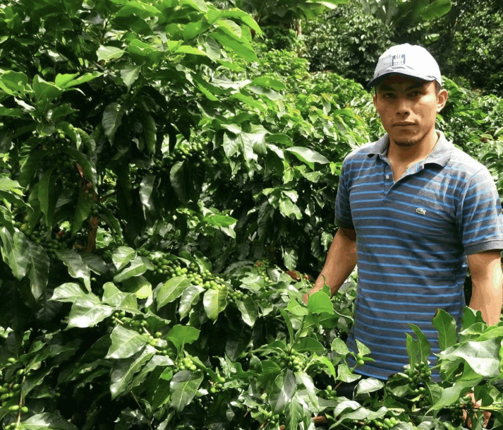 Captura-de-pantalla-2025-05-13-a-las-4.04.02 p.-m-2-1000x855 - En esta región, a una hora y media de Machu Picchu, se produce uno de los mejores cafés de especialidad
